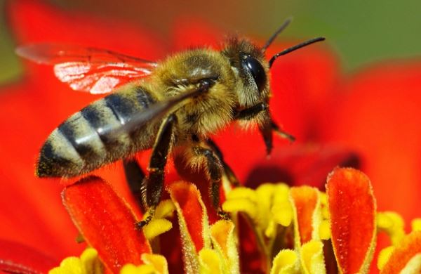 <br />
Как пчелы переносят нектар в улей<br />
