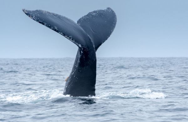 <br />
Почему взрывают китов<br />
