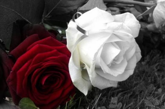 Белая роза печали. Красная роза любви…