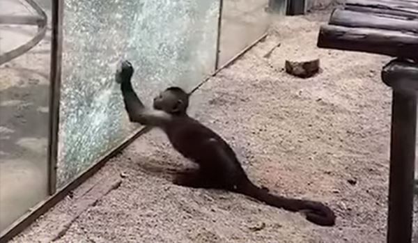 Обезьяна заточила камень и разбила им стекло в вольере: проделки умного примата попали на видео